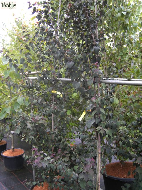 Cercidiphyllum japonicum Rotfuchs 1 500