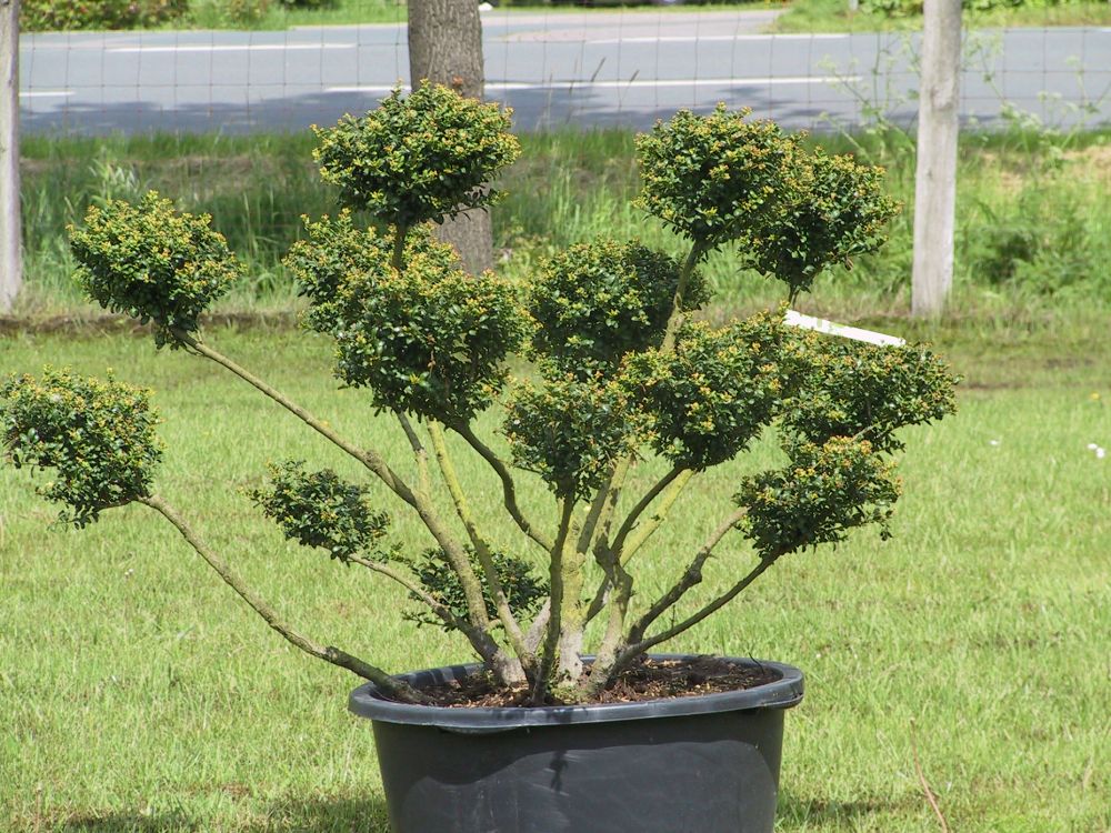 Ilex crenata 'Convexa' -Formschnitt- - Bhlje Pflanzenhandel GmbH