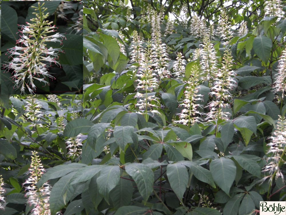 Aesculus parviflora Strauchkastanie Böhlje Pflanzenhandel GmbH