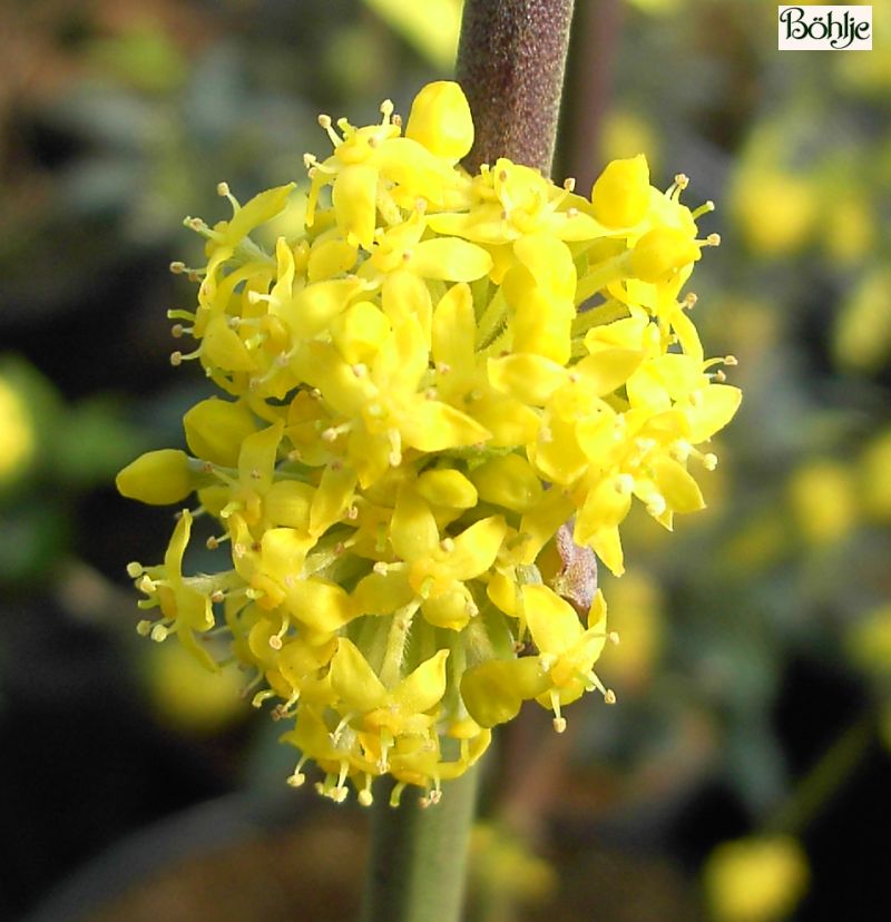 golden glory cornus mas