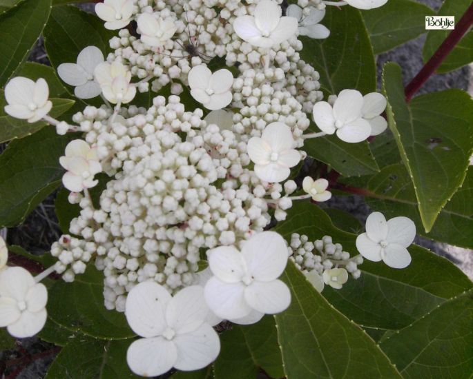 Hydrangea paniculata &lsquo;Dharuma&rsquo; -Rispenhortensie- - Böhlje
