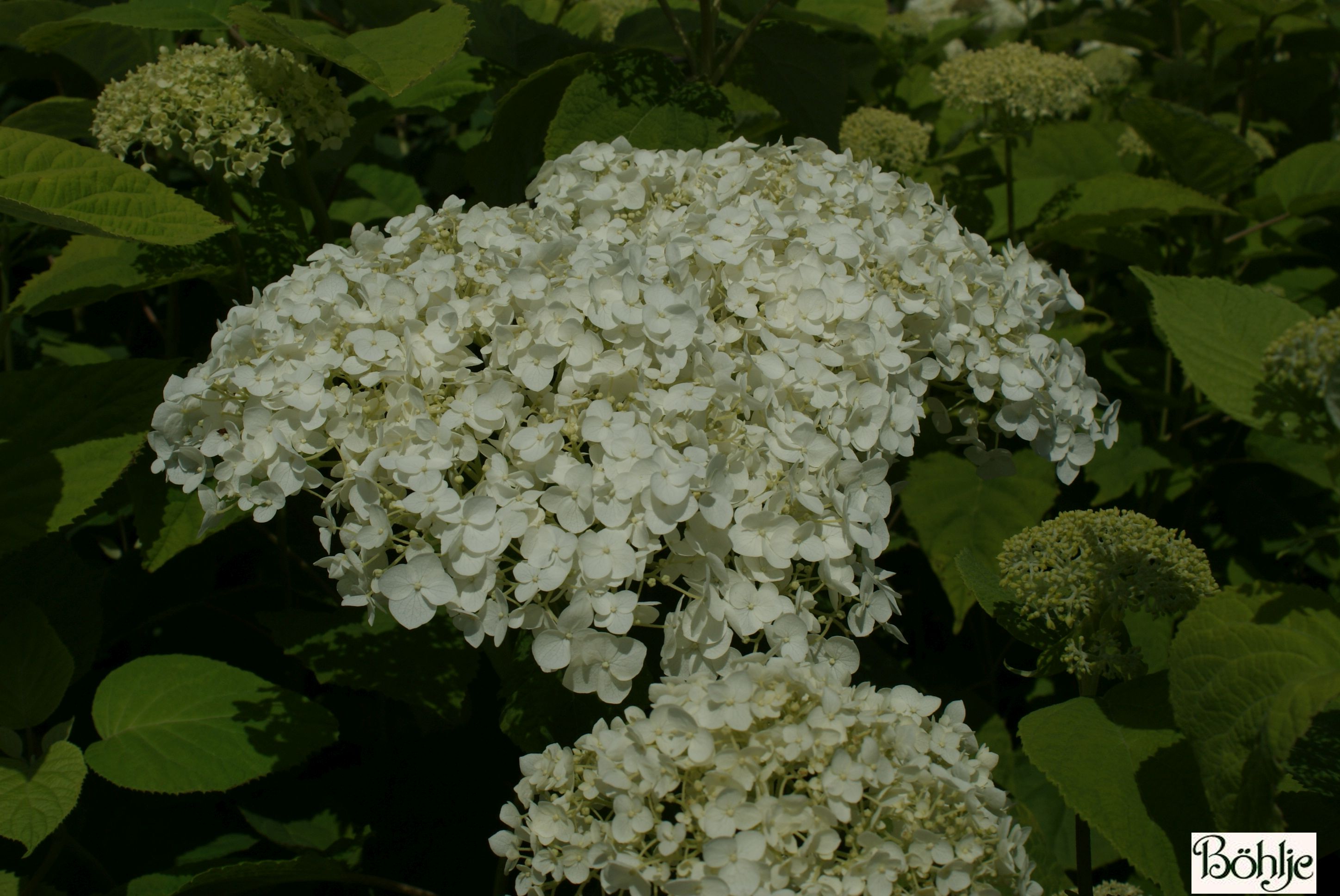 Hydrangea arborescens �White Ball� Böhlje Pflanzenhandel