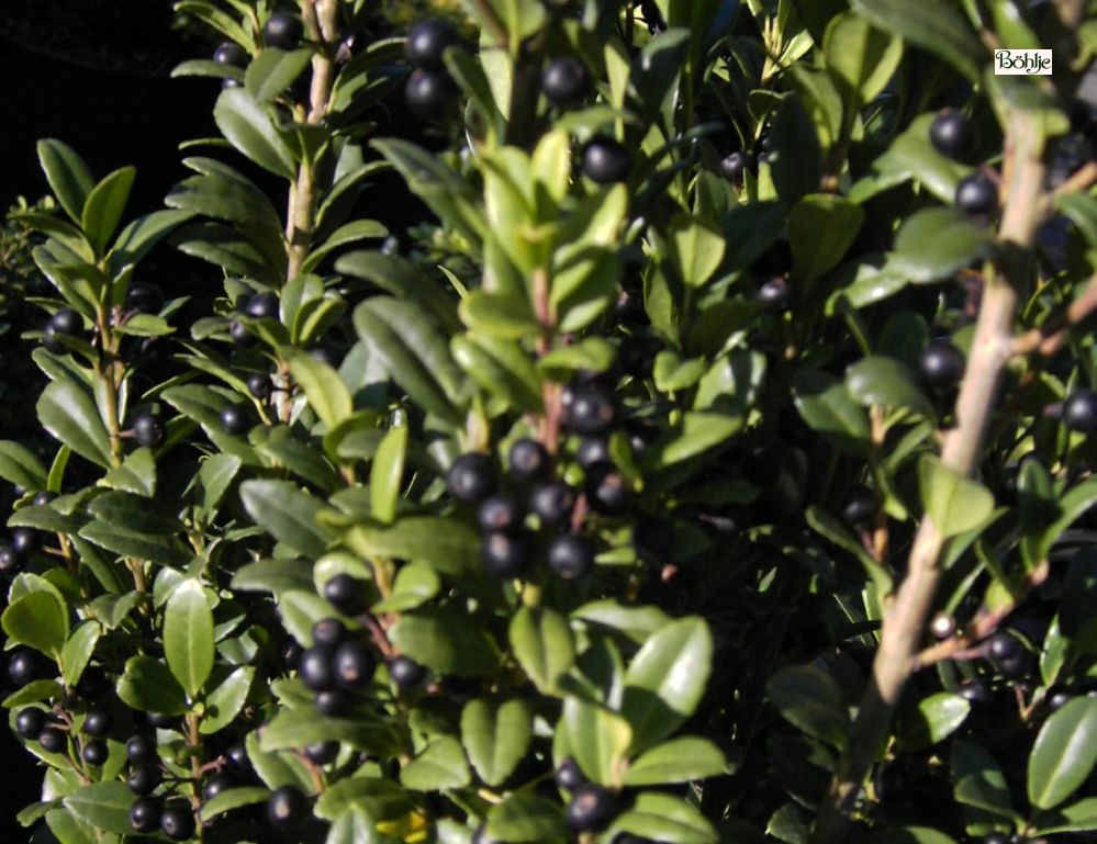 Ilex crenata 'Fastigiata' -japanische Stechpalme- - Bhlje Pflanzenhandel  GmbH