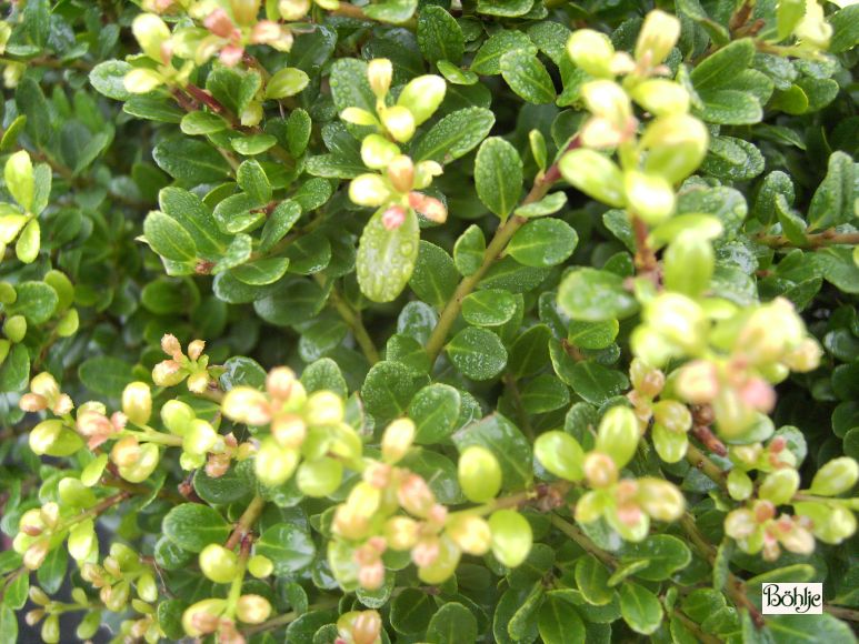 Ilex crenata 'Glorie Gem' -japanische Stechpalme- - Bhlje Pflanzenhandel  GmbH