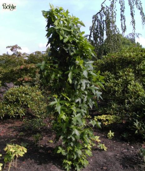 Liquidambar styraciflua 'Slender Silhouette' amerikanischer Amberbaum