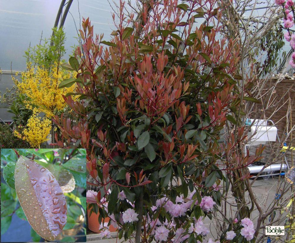 Photinia fraseri 'Red Robin' -Glanzmispel- - Bhlje Pflanzenhandel GmbH
