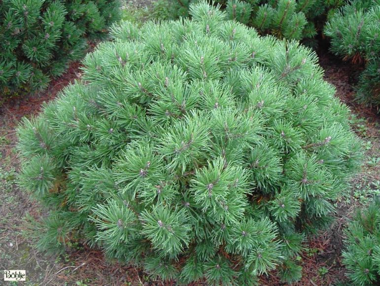 Pinus mugo var. mughus -Krummholzkiefer- - Böhlje Pflanzenhandel GmbH