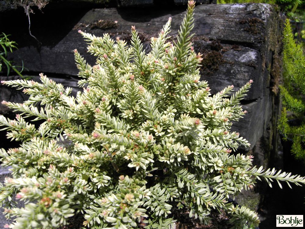 thuja smaragd im kbel pflanzen Thuja "Smaragd" (180 - 200 cm) im 20L Topf Buschig XXL