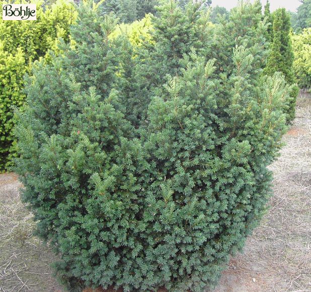Taxus baccata 'Schwarzgrn' -Eibe- - Bhlje Pflanzenhandel GmbH