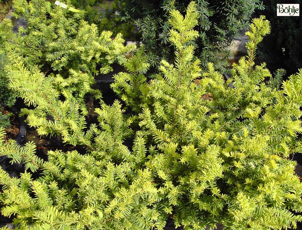 Taxus baccata 'Summergold' -Eibe- - Bhlje Pflanzenhandel GmbH