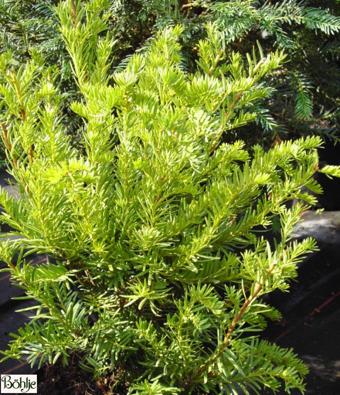 buchenhecke fagus sylvatica Blutbuchenhecke kaufen | Fagus sylvatica 'Atropunicea'