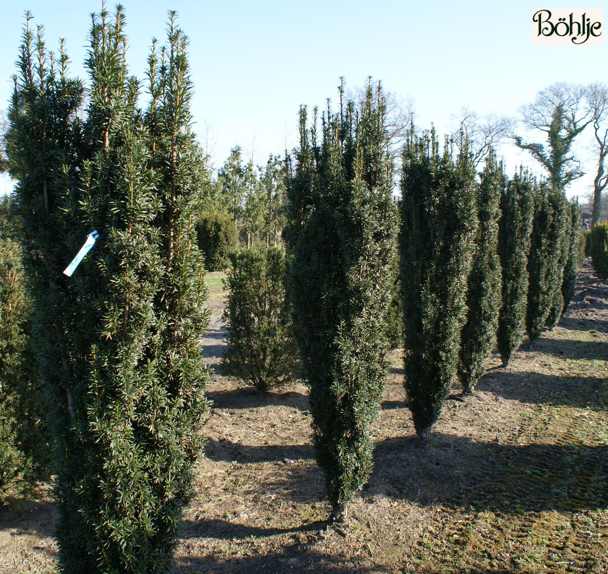 Taxus baccata 'Pirat' -gemeine Eibe- - Bhlje Pflanzenhandel GmbH