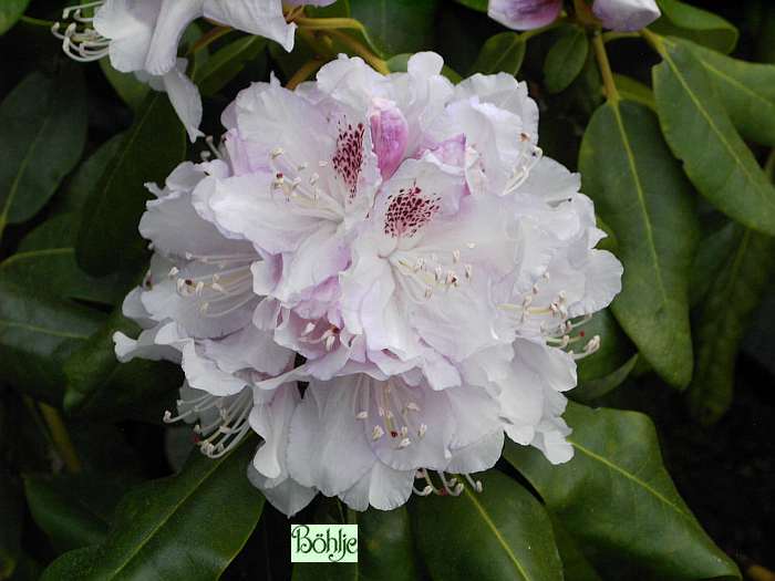 Rhododendron Hybride 'Bismarck' - Bhlje Pflanzenhandel GmbH