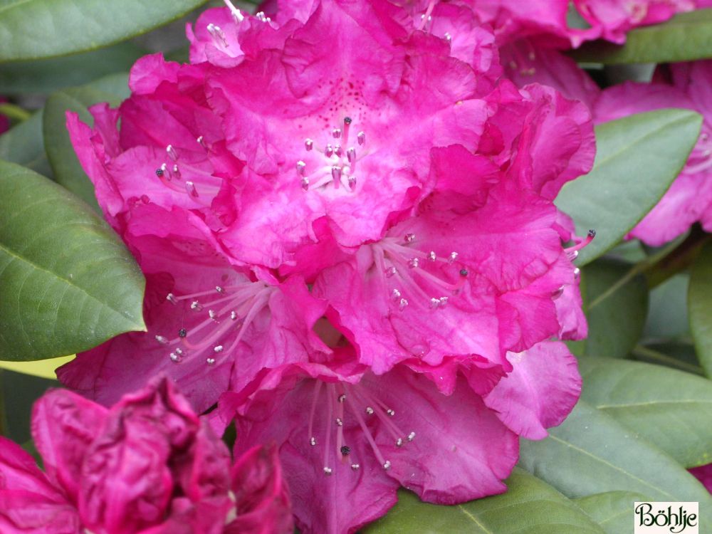 Rhododendron Hybride 'Caractacus' - Bhlje Pflanzenhandel GmbH