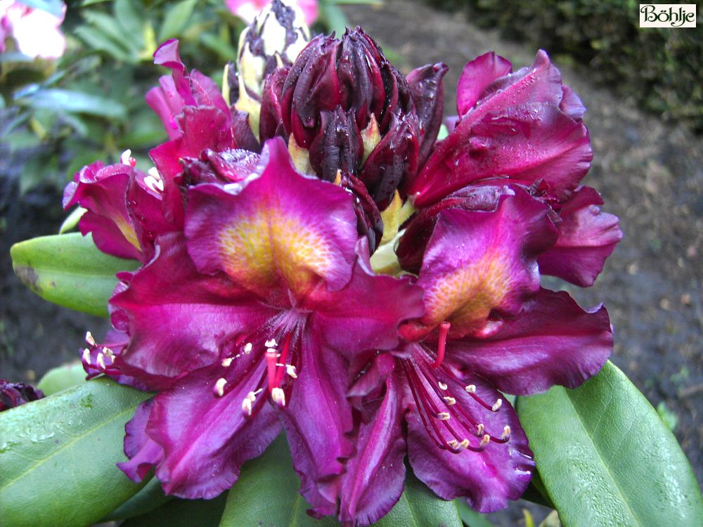 Rhododendron Hybride 'Frank Galsworthy' - Bhlje Pflanzenhandel GmbH
