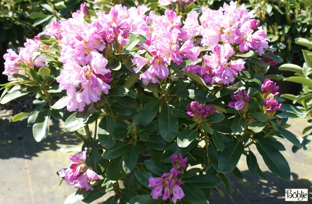 Rhododendron Hybride 'INKARHO - Dufthecke lila' - Bhlje Pflanzenhandel GmbH