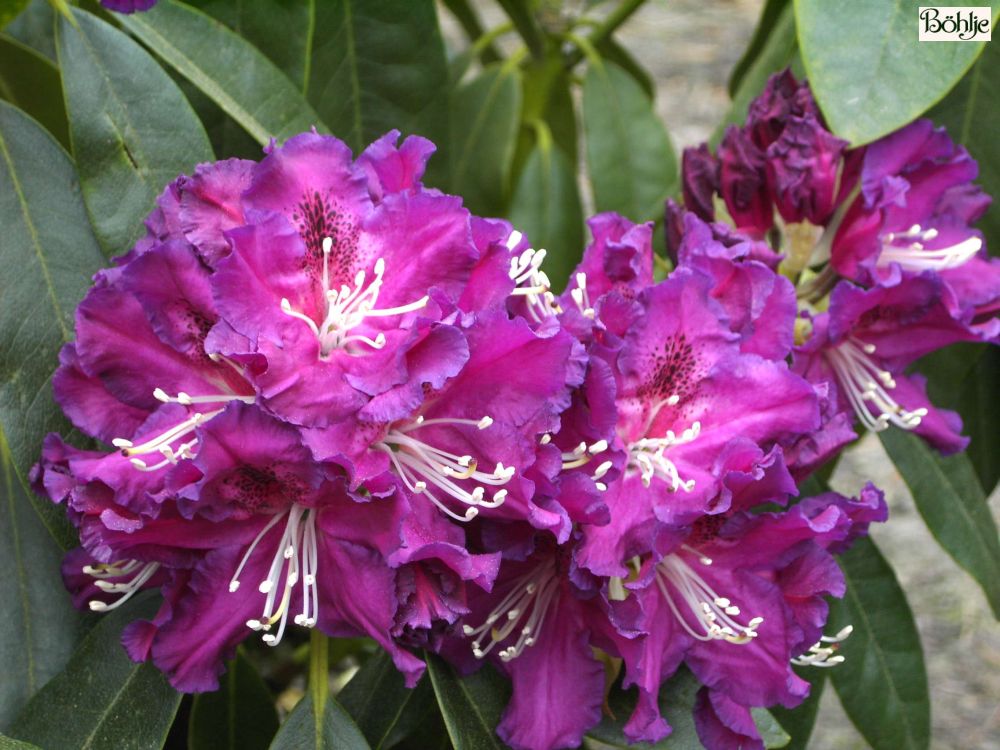 Rhododendron Hybride 'Lilofee' - Bhlje Pflanzenhandel GmbH