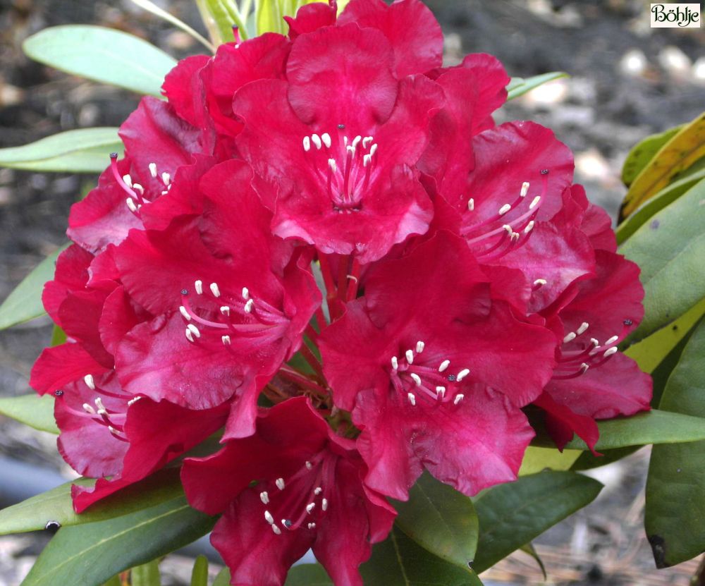 Rhododendron Hybride 'Sammetglut' - Bhlje Pflanzenhandel GmbH