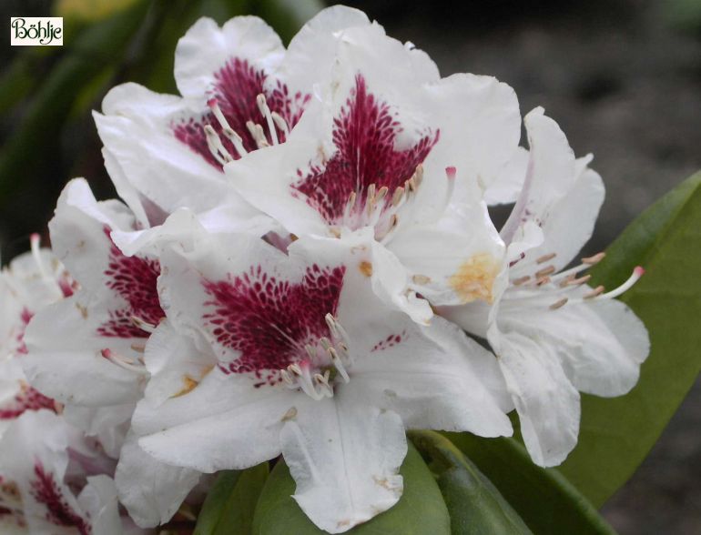 Rhododendron Hybride 'Schneeauge' - Bhlje Pflanzenhandel GmbH