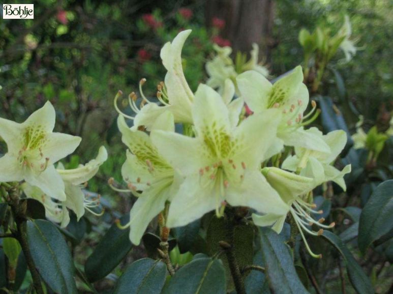 Rhododendron ambiguum - Bhlje Pflanzenhandel GmbH