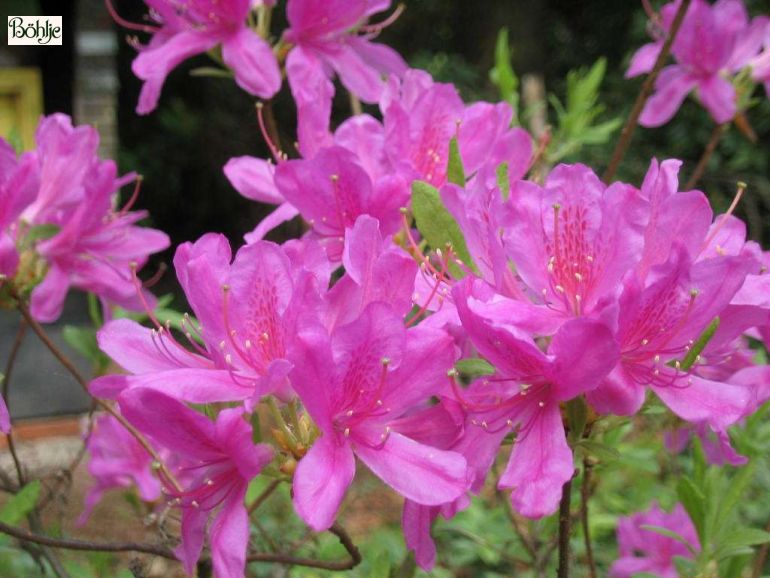 Rhododendron canadense 'Fraseri' - Bhlje Pflanzenhandel GmbH