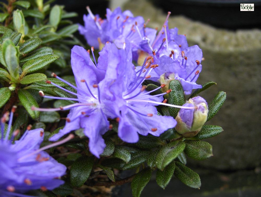 Rhododendron litangense - Bhlje Pflanzenhandel GmbH