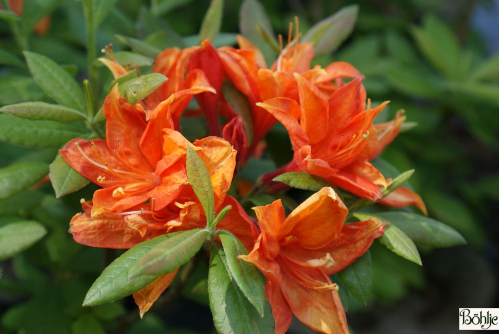 Rhododendron luteum 'Golden Eagle' - Bhlje Pflanzenhandel GmbH