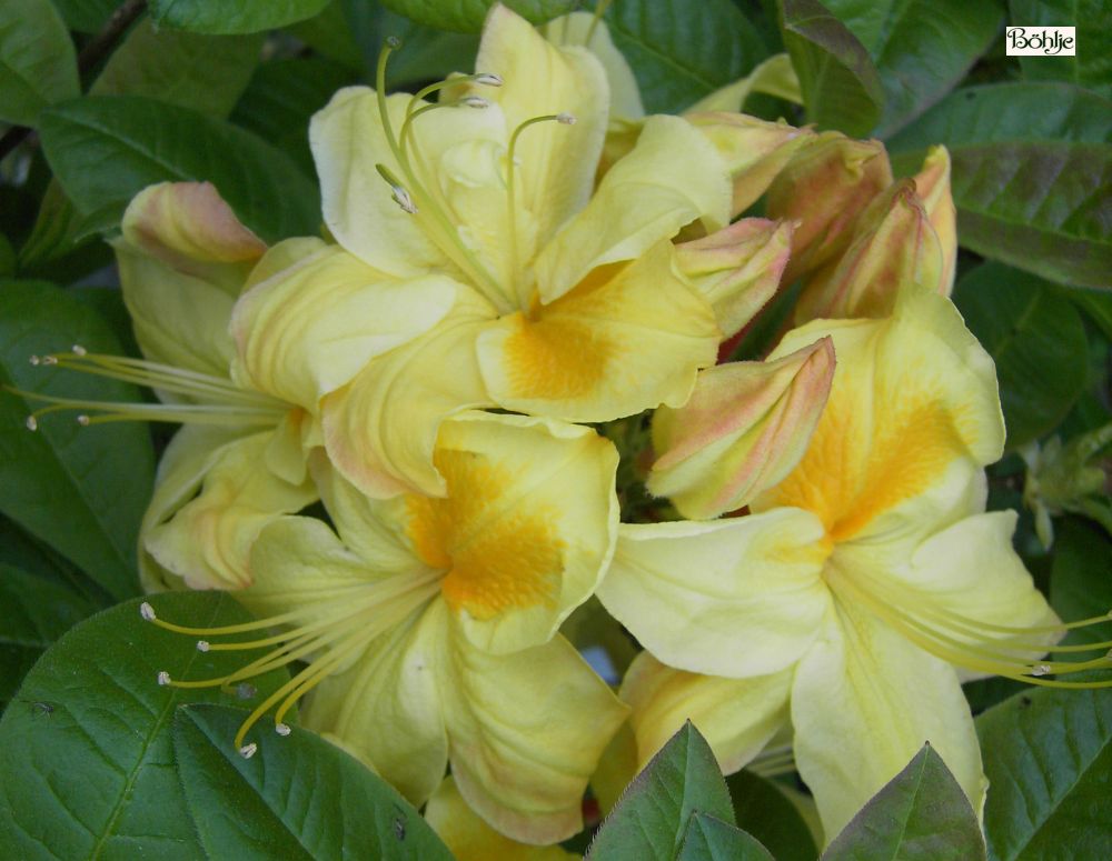 Rhododendron luteum 'Golden Sunset' - Bhlje Pflanzenhandel GmbH
