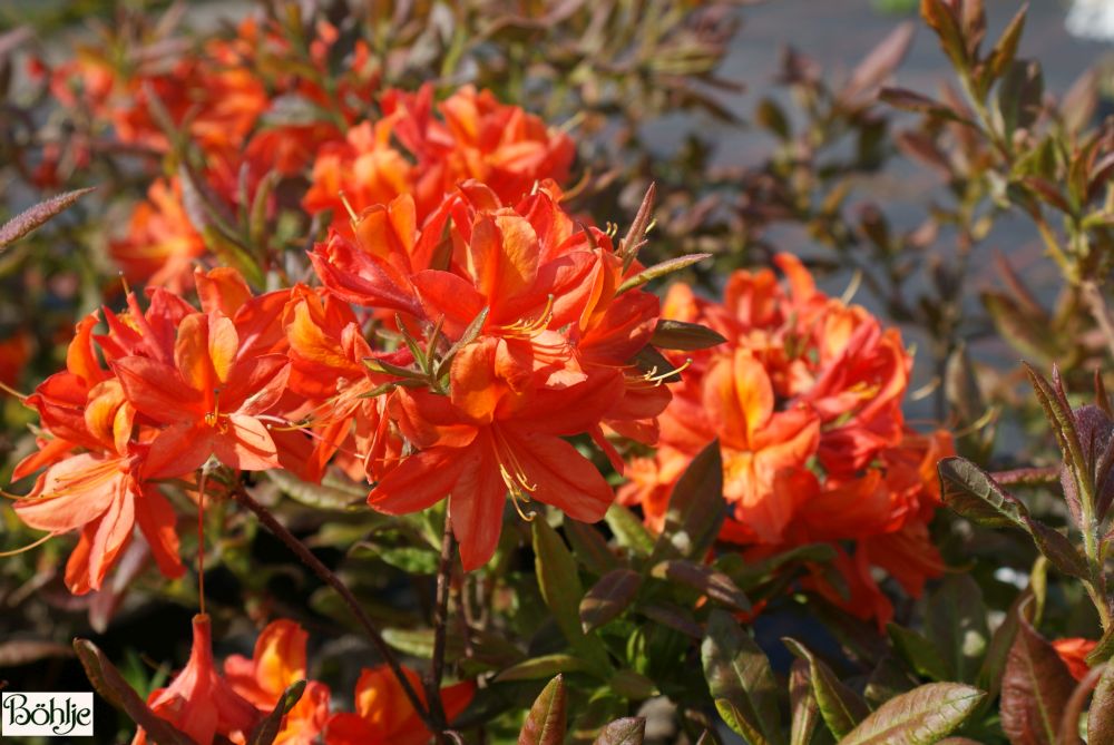 Rhododendron luteum 'Sunny Boy' - Bhlje Pflanzenhandel GmbH