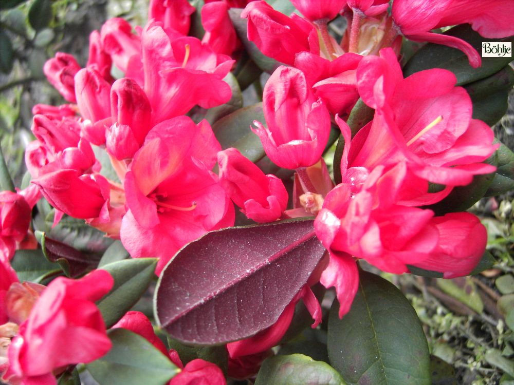 Rhododendron neriiflorum 'Burletta' - Bhlje Pflanzenhandel GmbH