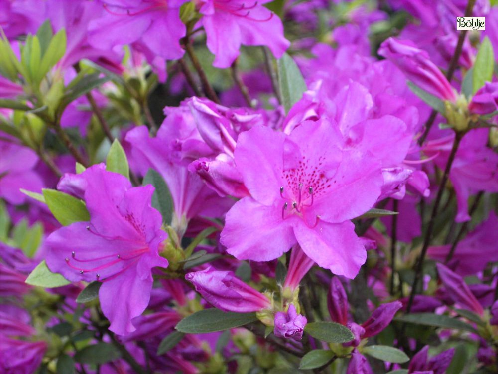 rhododendron dark pink Midnight Mystery main image 0