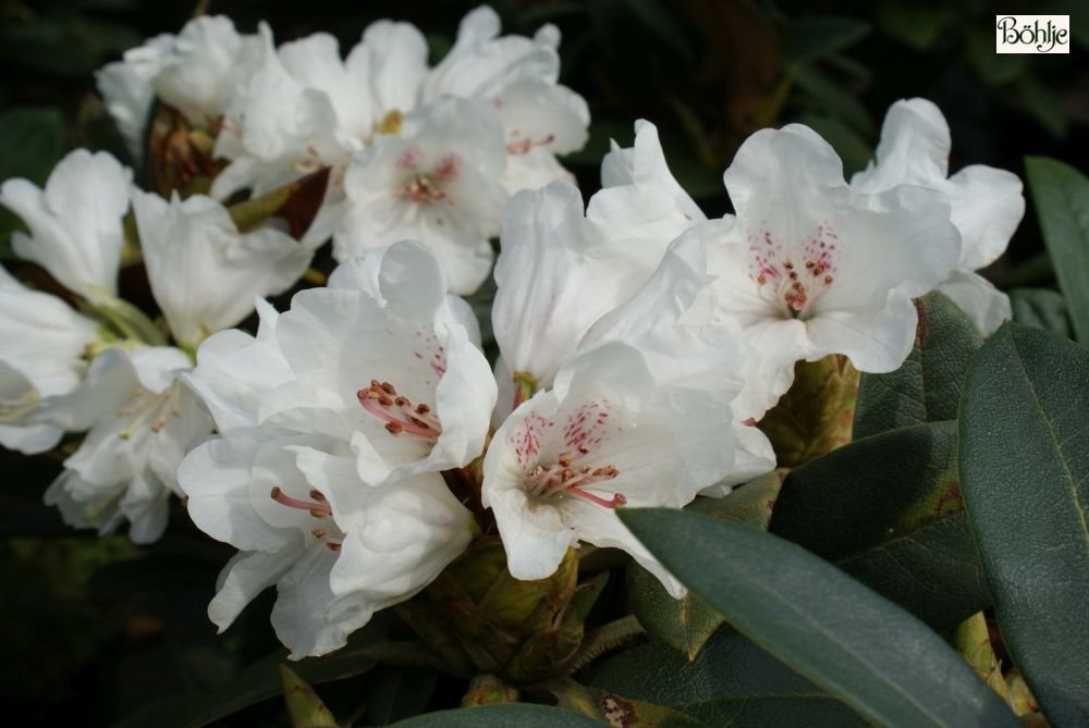 Rhododendron taliense 'Honigduft' Böhlje Pflanzenhandel GmbH