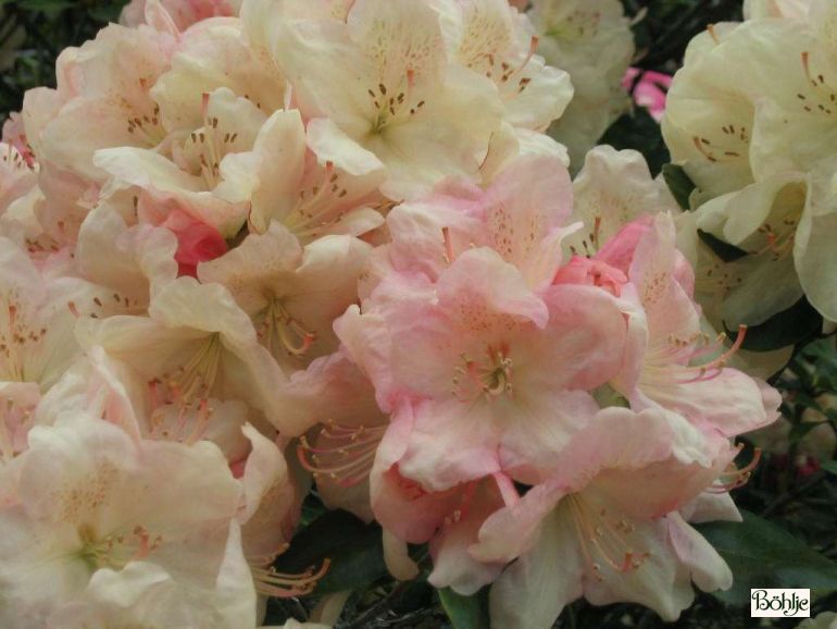 Rhododendron wardii 'Lachsgold' - Bhlje Pflanzenhandel GmbH