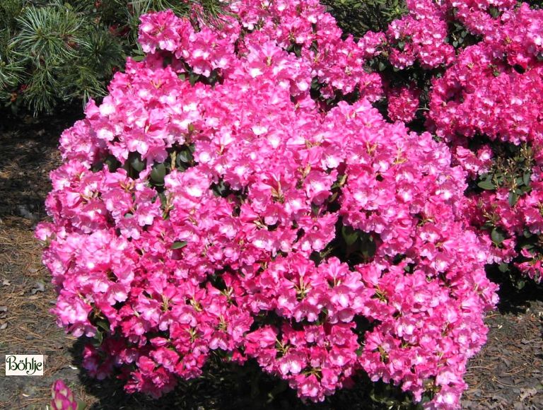 Rhododendron williamsianum 'Gartendirektor Glocker' - Bhlje Pflanzenhandel  GmbH
