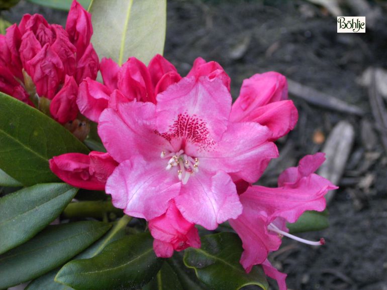 Rhododendron yakushimanum 'Bad Zwischenahn' - Bhlje Pflanzenhandel GmbH