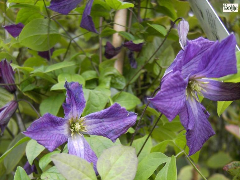 Clematis viticella Böhlje Pflanzenhandel GmbH