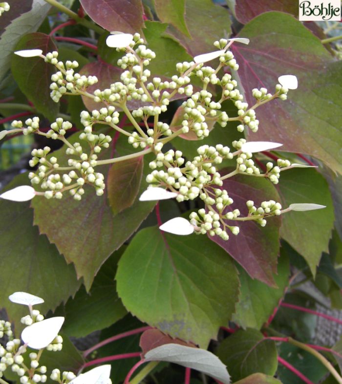 Schizophragma hydrangeoides Spalthortensie Böhlje Pflanzenhandel GmbH
