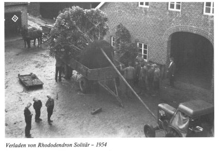 Verladen von Rhododendron Solitär 1954 1000