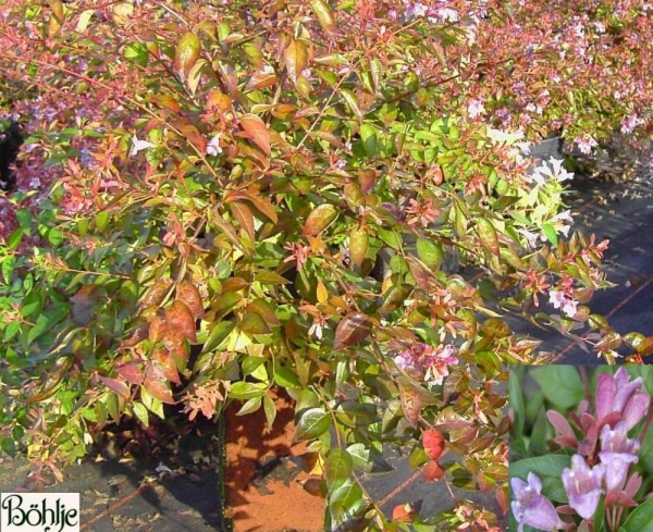 Abelia 'Edward Goucher' 