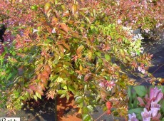 Abelia 'Edward Goucher' 