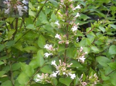 Abelia chinensis -chinesische Abelie-