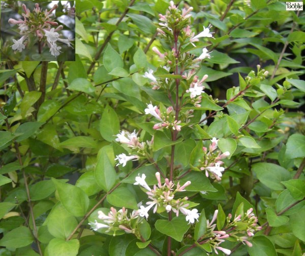 Abelia chinensis -chinesische Abelie-