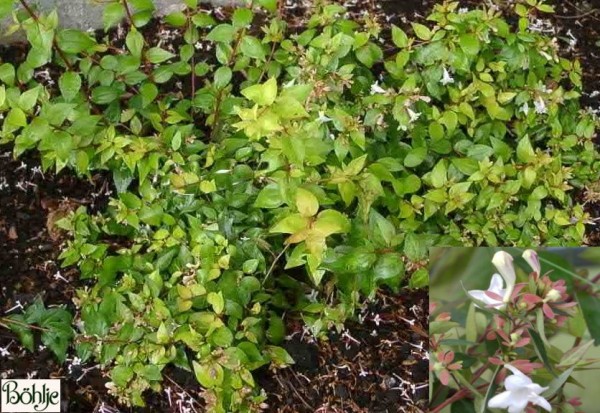 Abelia grandiflora -großblumige Abelie-