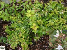 Abelia grandiflora -großblumige Abelie-