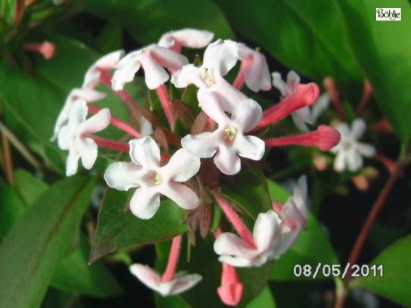 Abelia mosanensis -koreanische Abelie-