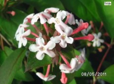 Abelia mosanensis -koreanische Abelie-