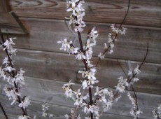 Abeliophyllum distichum -Schneeforsythie-