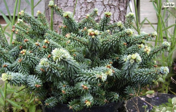 Abies balsamea 'Piccolo' -Zwergform der Balsamtanne-