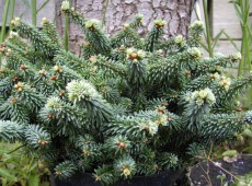 Abies balsamea 'Piccolo' -Zwergform der Balsamtanne-