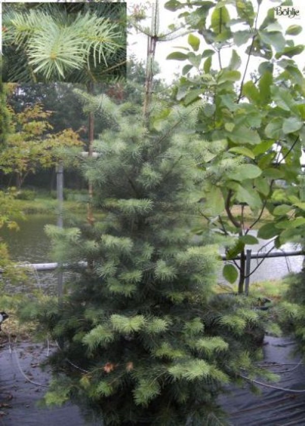 Abies concolor -Coloradotanne-